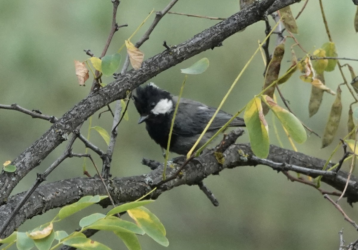 Rufous-naped Tit - ML639542226