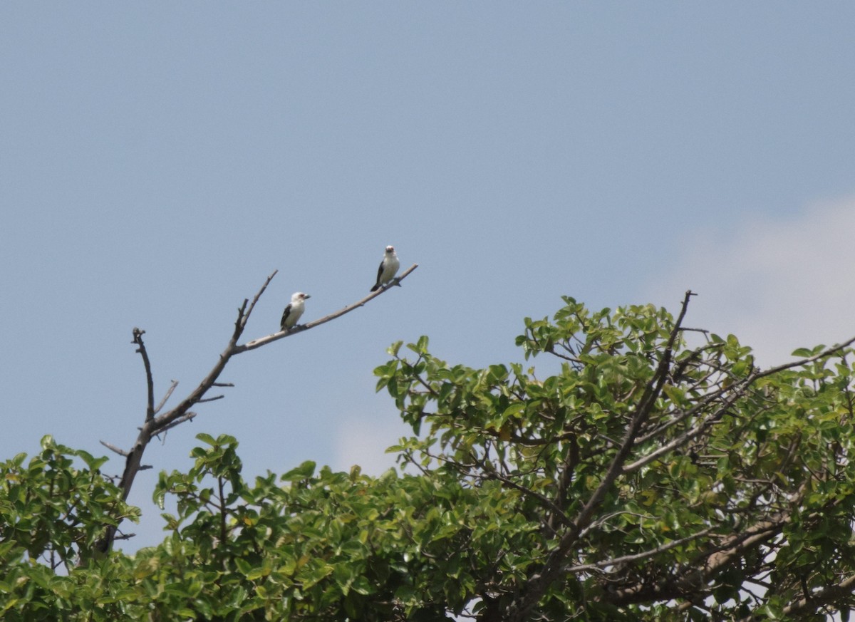 Chaplin's Barbet - ML639542227