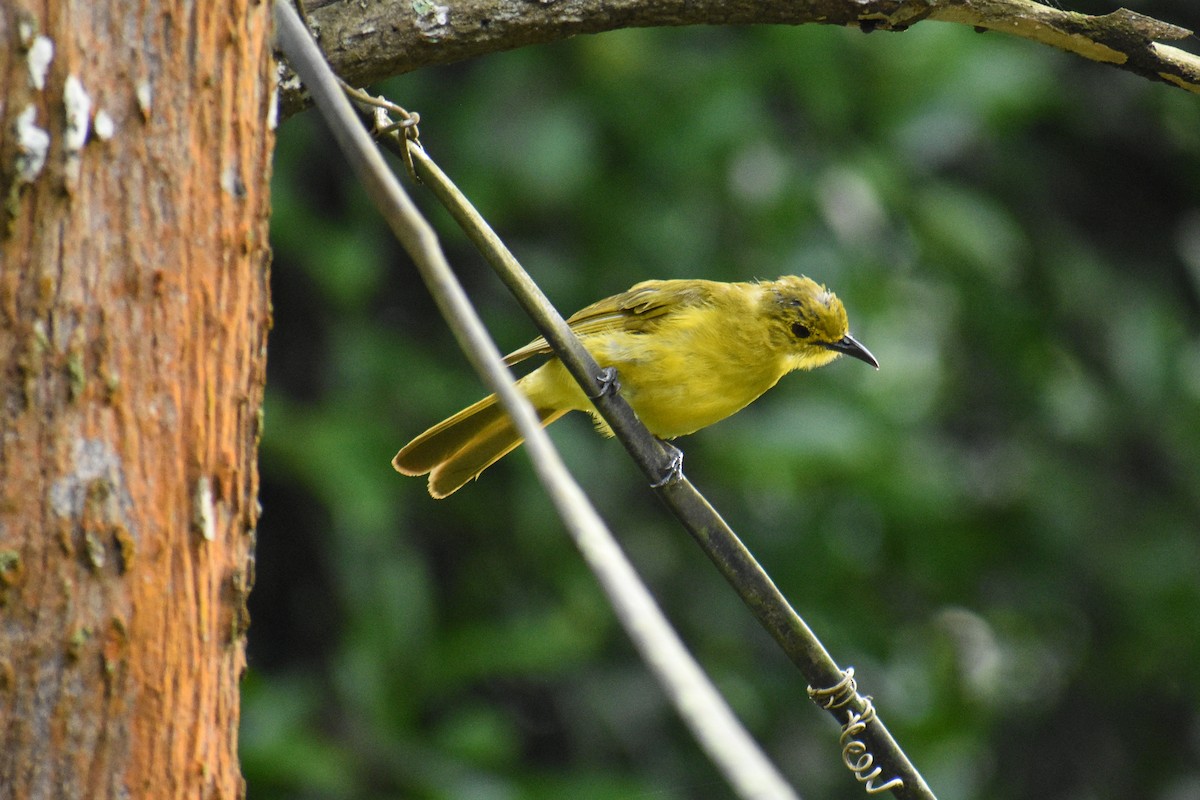 Yellow-browed Bulbul - ML639542231