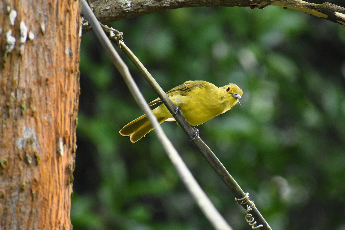 Yellow-browed Bulbul - ML639542232