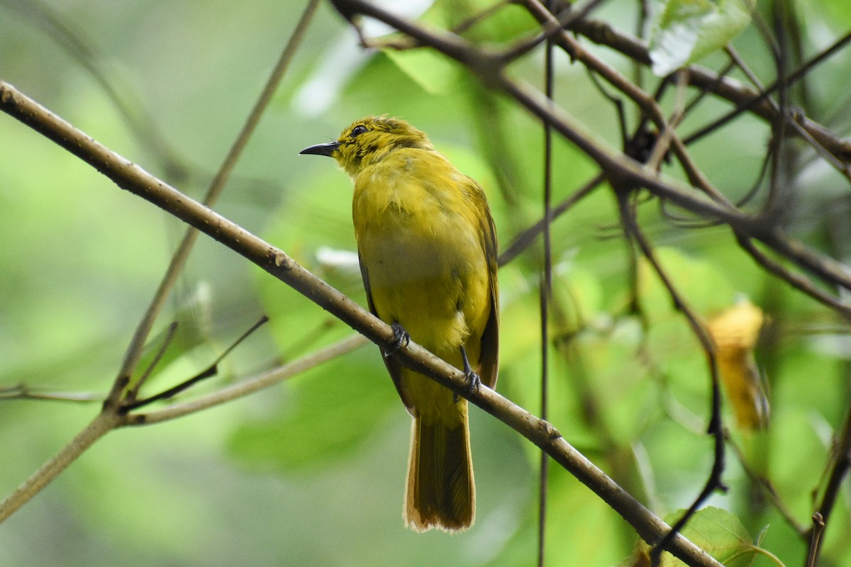 Yellow-browed Bulbul - ML639542233