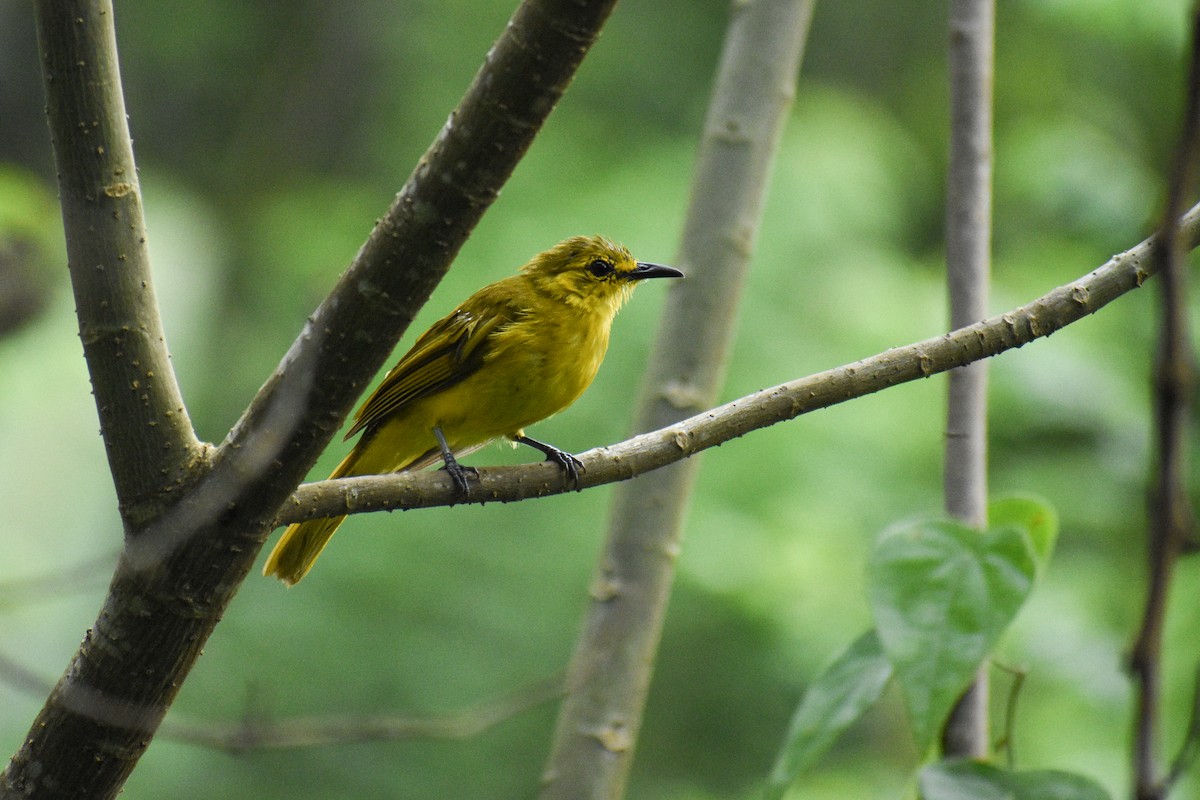 Yellow-browed Bulbul - ML639542234