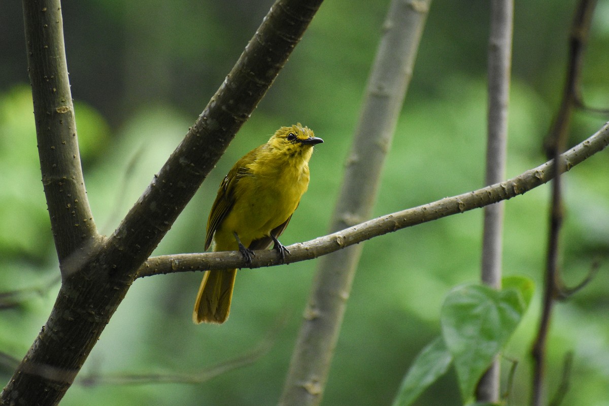 Yellow-browed Bulbul - ML639542235
