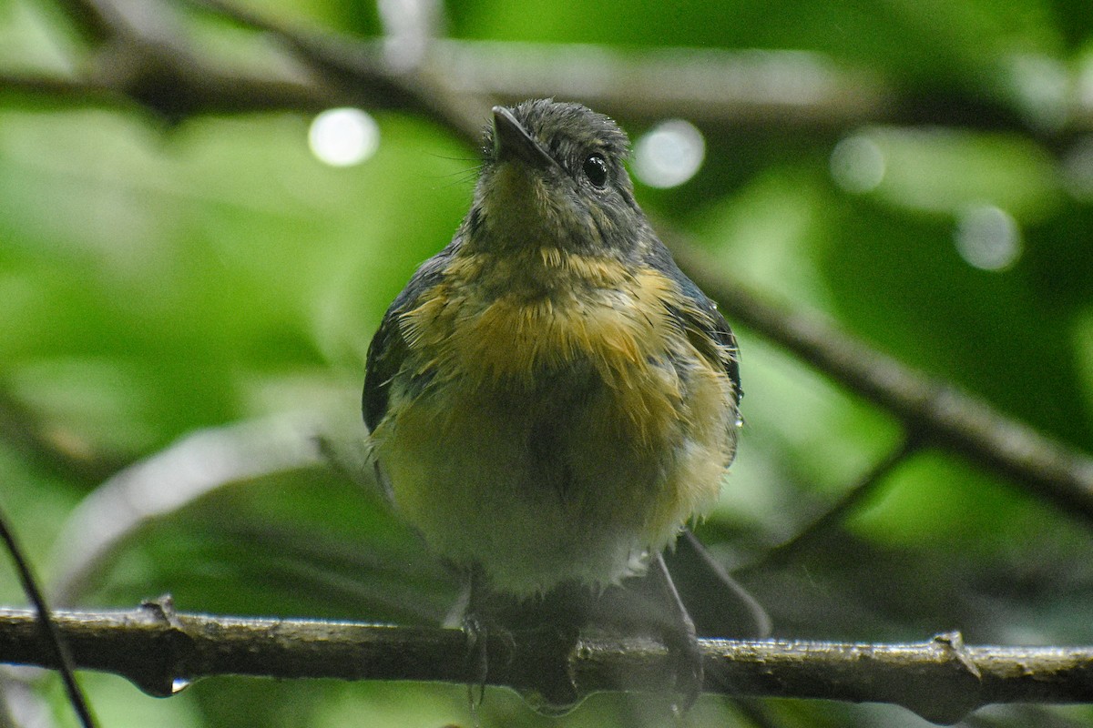 Tickell's Blue Flycatcher - ML639542257