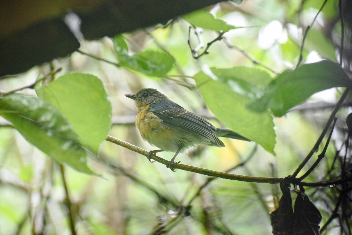 Tickell's Blue Flycatcher - ML639542258