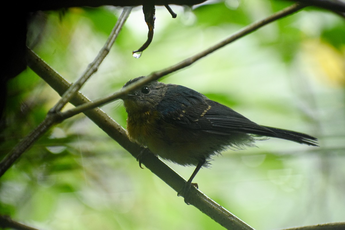 Tickell's Blue Flycatcher - ML639542259