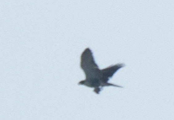 Black Goshawk - ML639542262