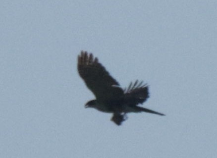 Black Goshawk - ML639542263