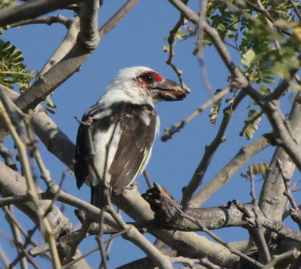Chaplin's Barbet - ML639542276