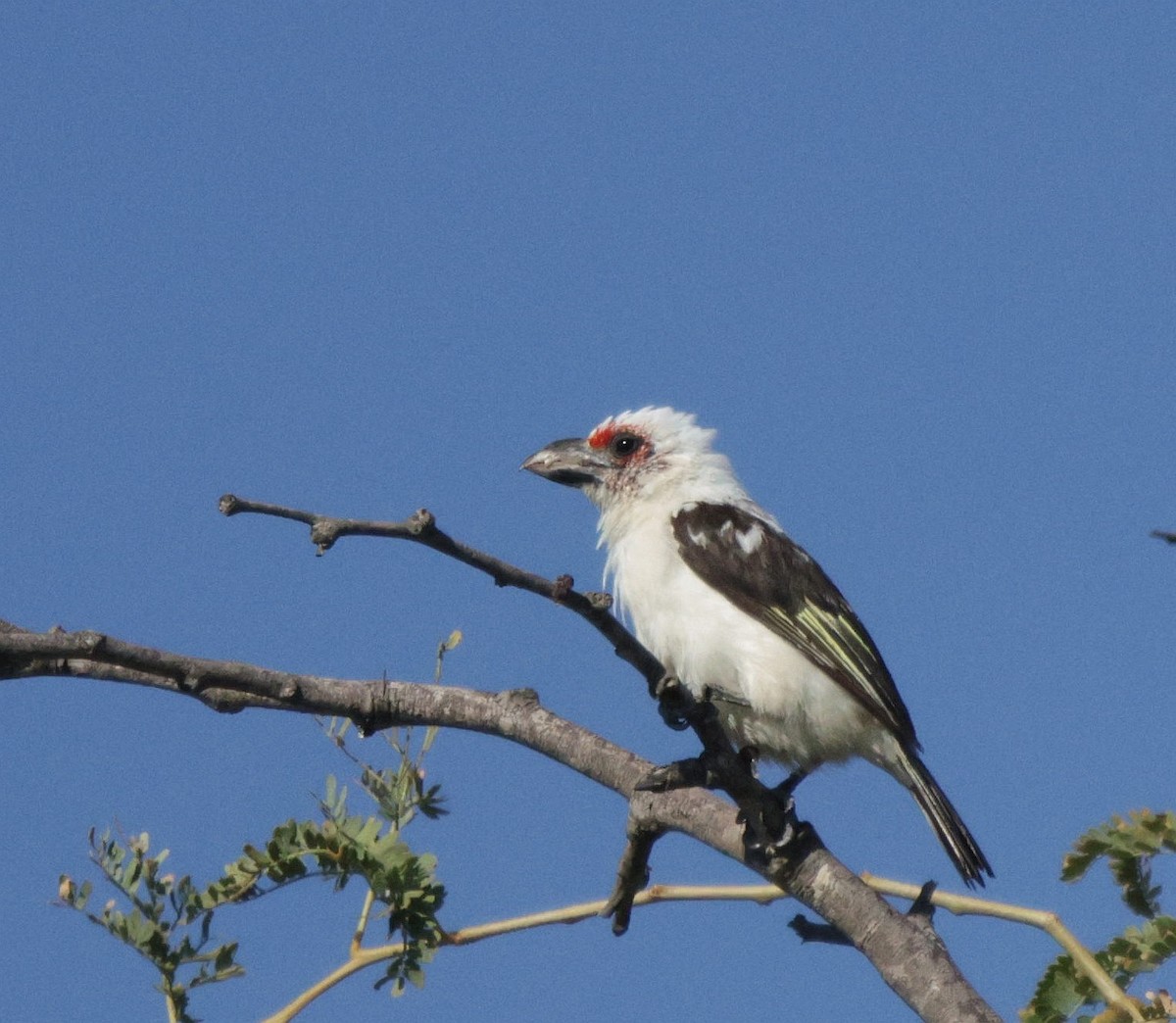 Chaplin's Barbet - ML639542278
