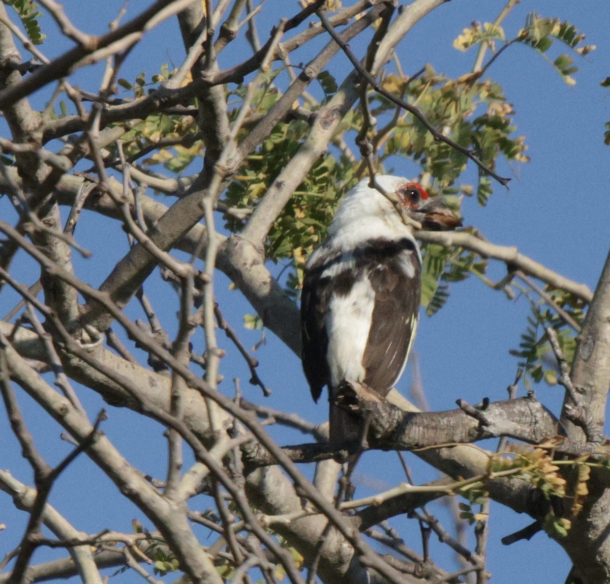 Chaplin's Barbet - ML639542279