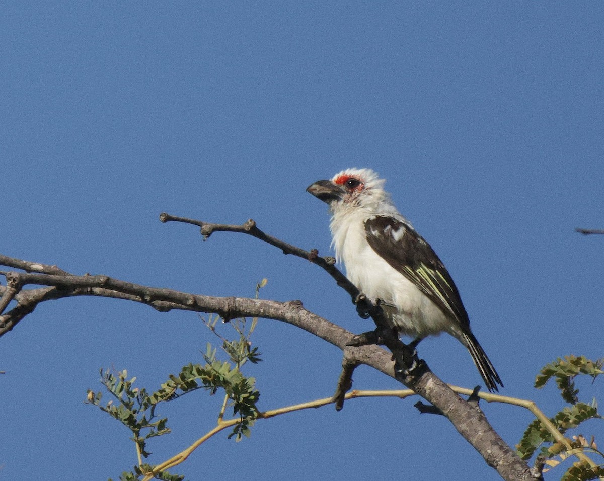 Chaplin's Barbet - ML639542280