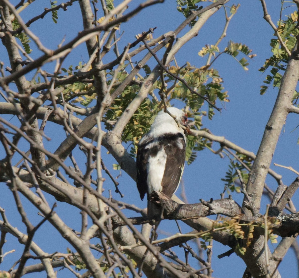 Chaplin's Barbet - ML639542281