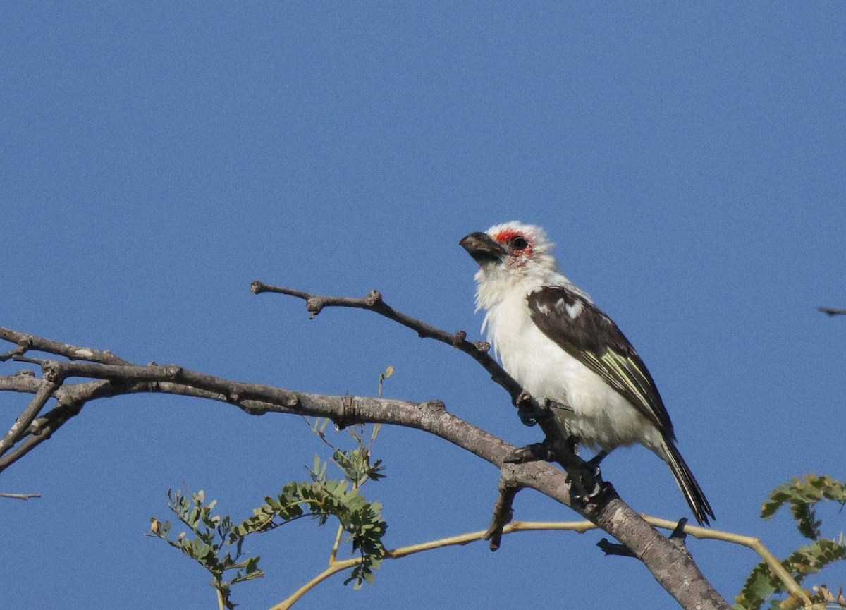 Chaplin's Barbet - ML639542282