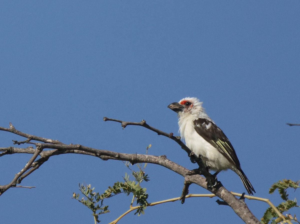 Chaplin's Barbet - ML639542283