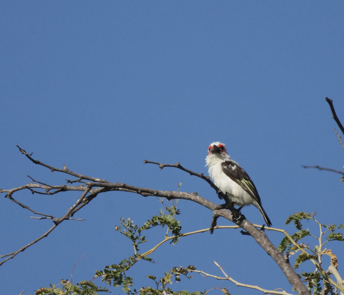 Chaplin's Barbet - ML639542284