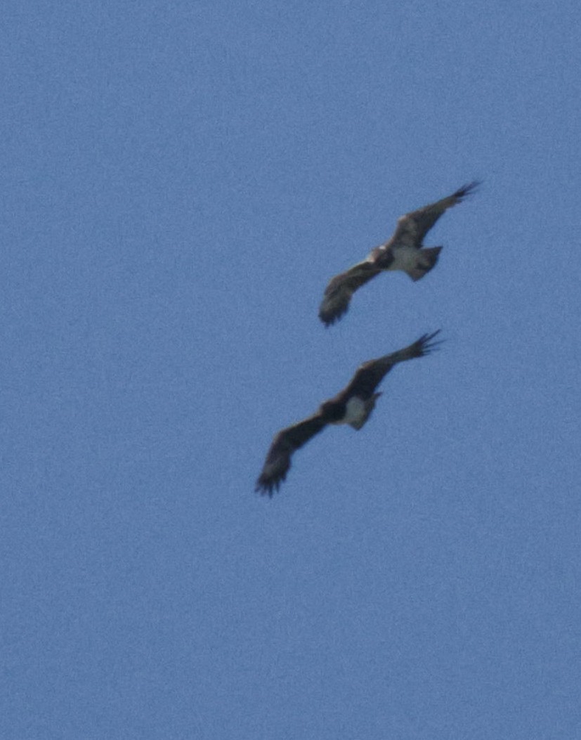 Martial Eagle - ML639542288