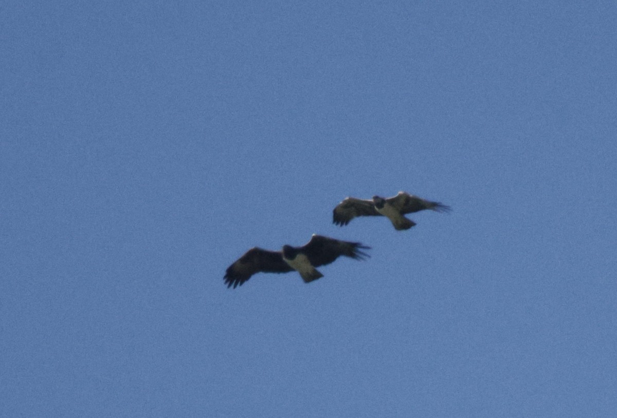 Martial Eagle - ML639542289