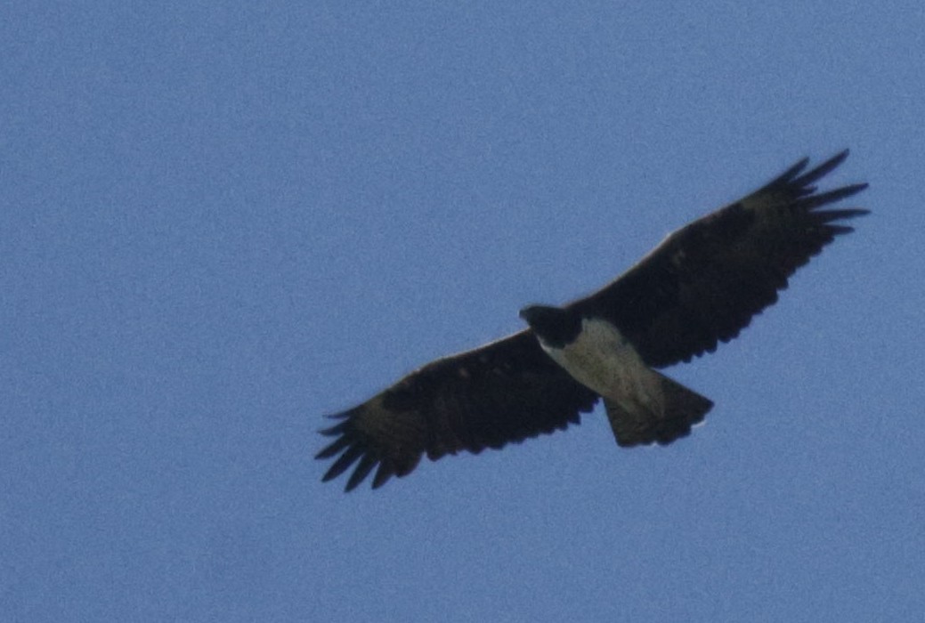 Martial Eagle - ML639542290