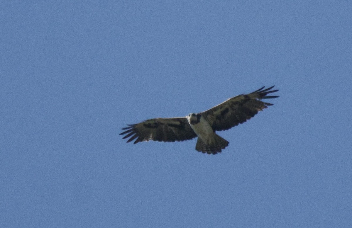Martial Eagle - ML639542291