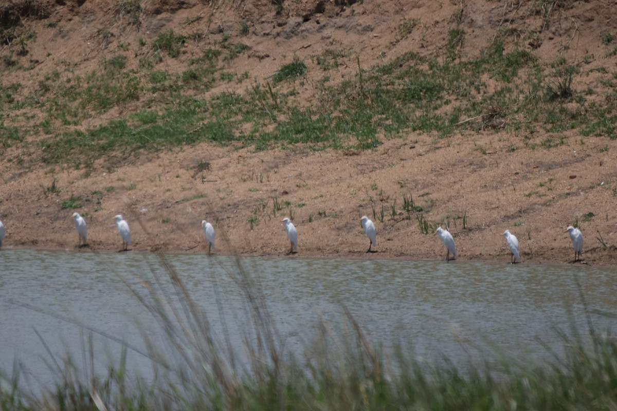 Western Cattle-Egret - ML639542297