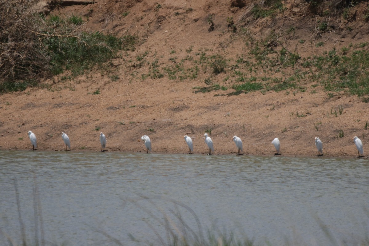 Western Cattle-Egret - ML639542298