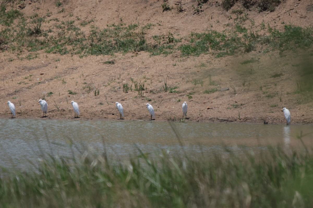 Western Cattle-Egret - ML639542299