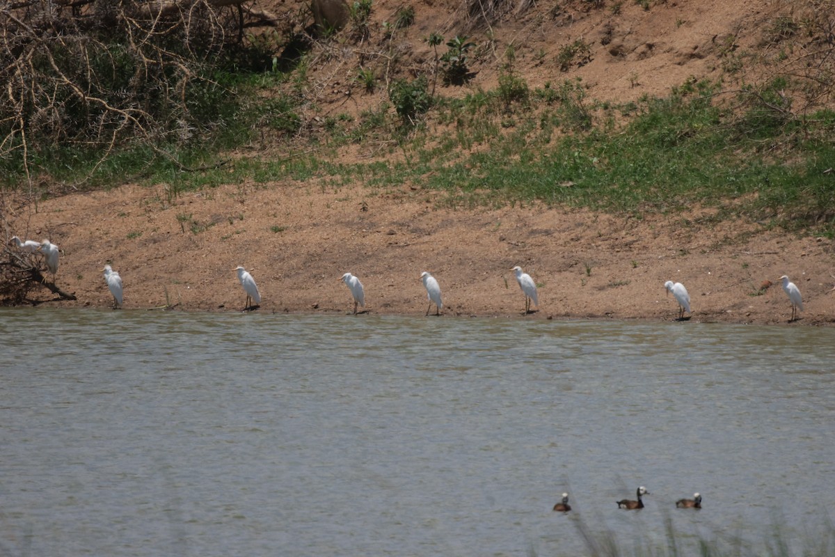 Western Cattle-Egret - ML639542300