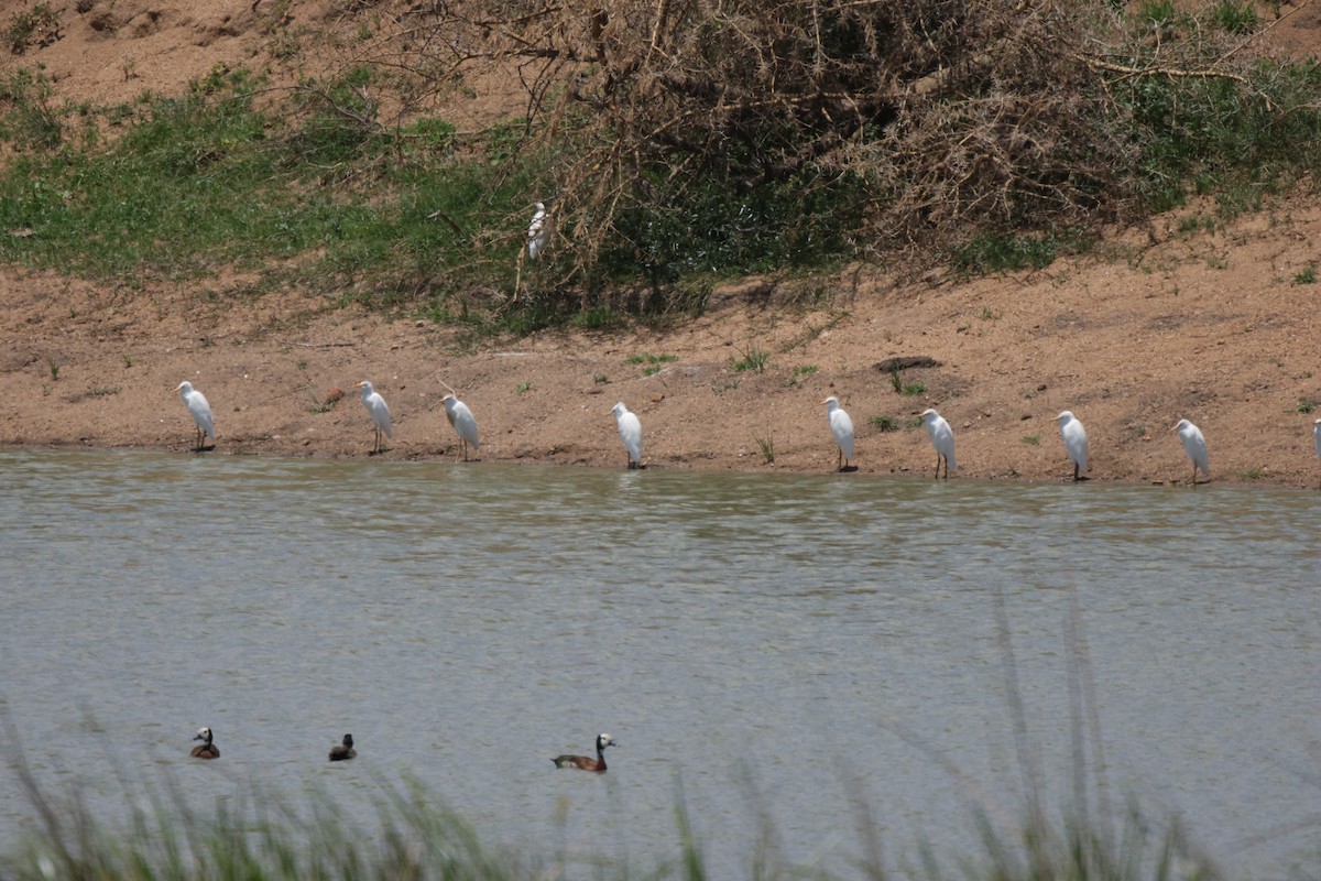 Western Cattle-Egret - ML639542302