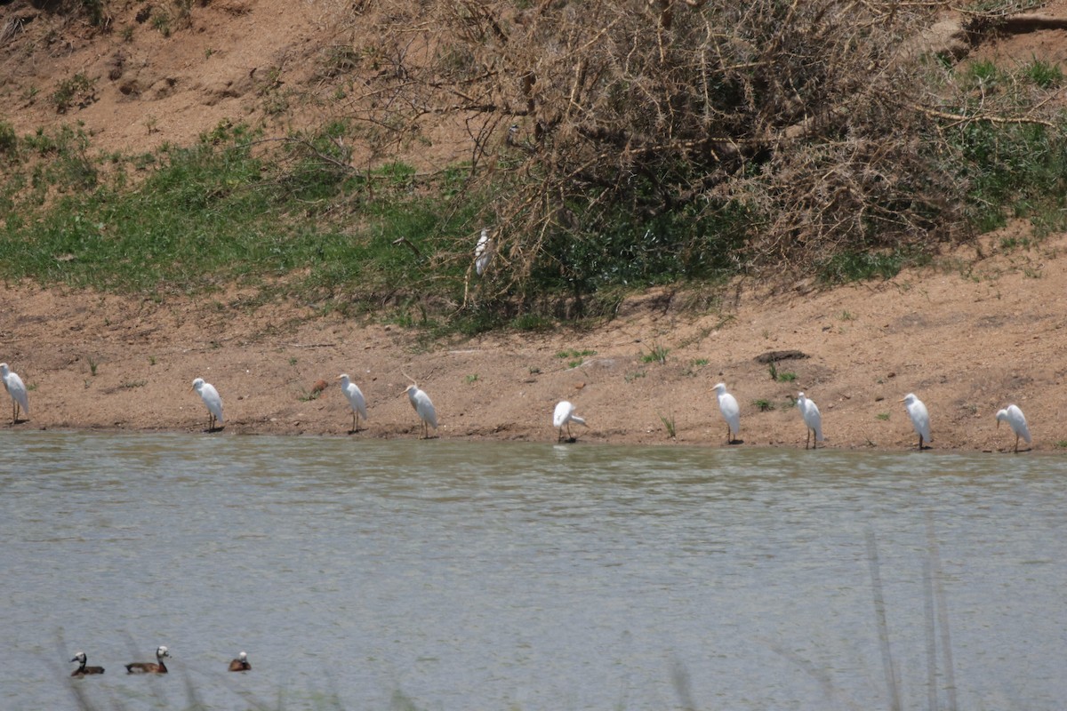 Western Cattle-Egret - ML639542303