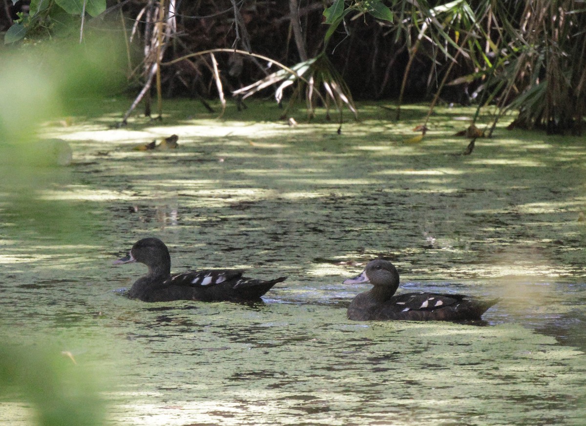 African Black Duck - ML639542309