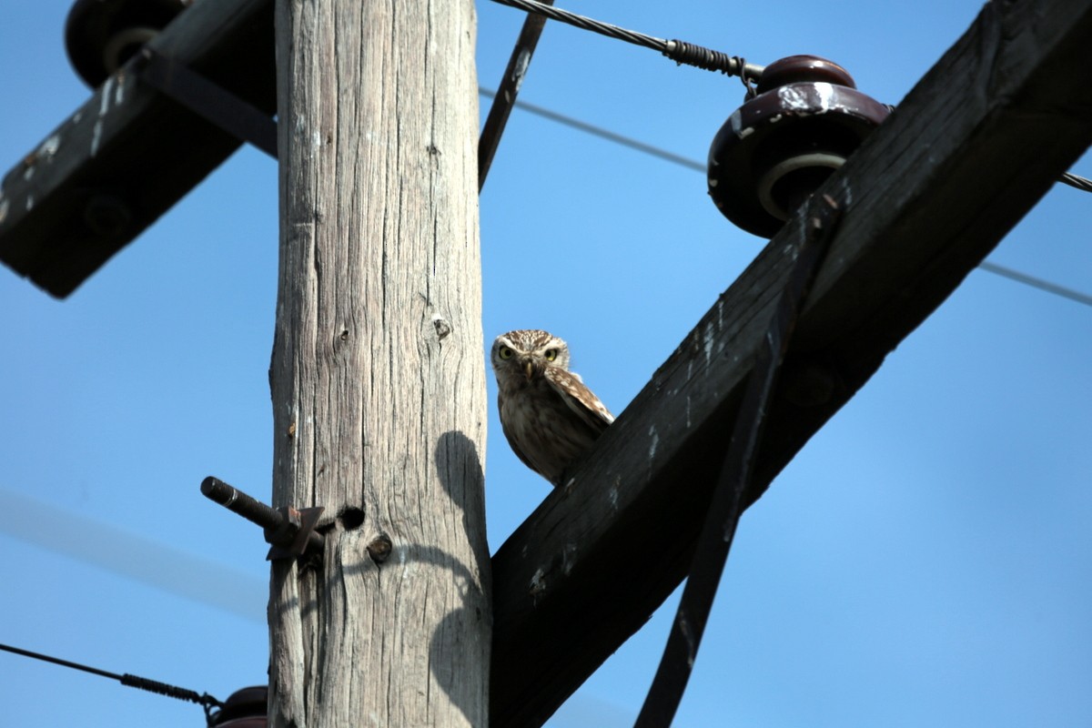 Little Owl (Hutton's) - ML639542311