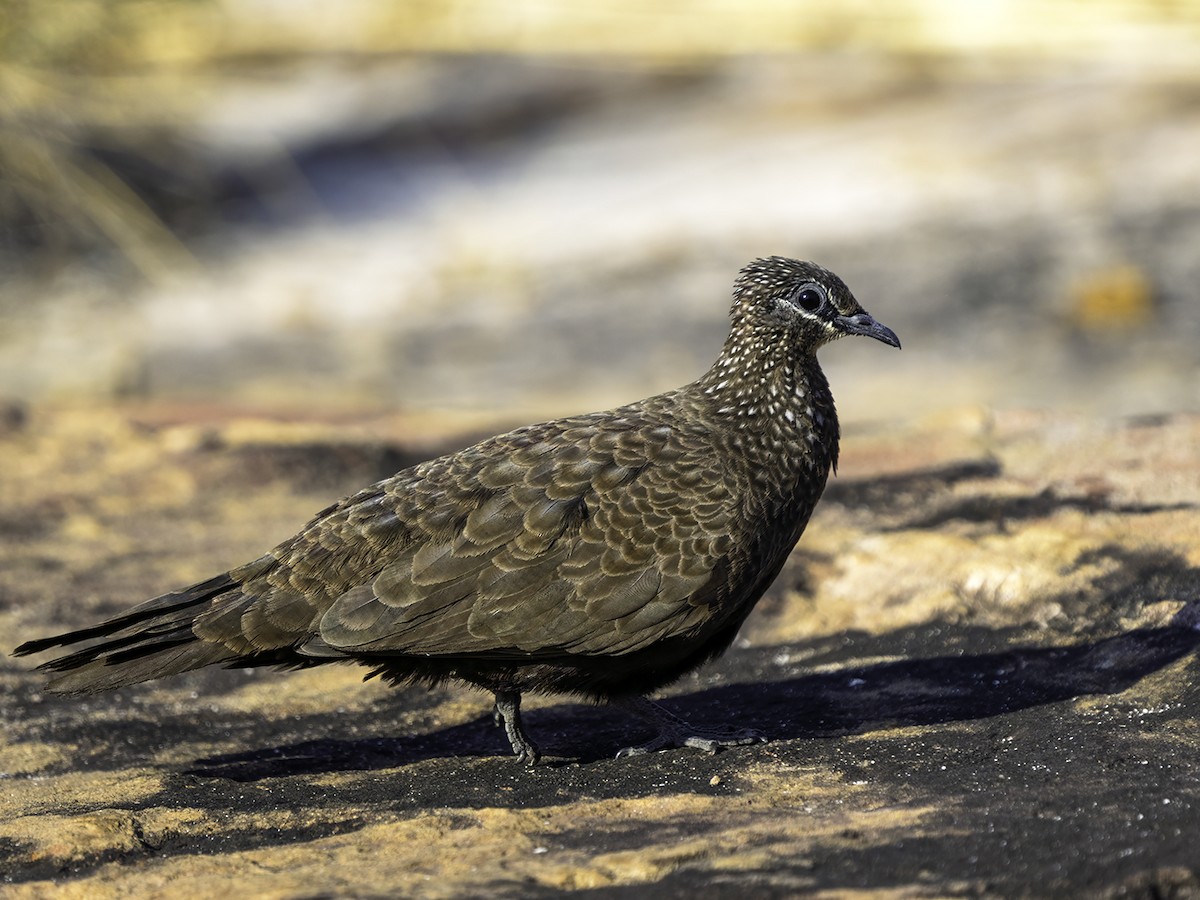 Chestnut-quilled Rock-Pigeon - ML639542389