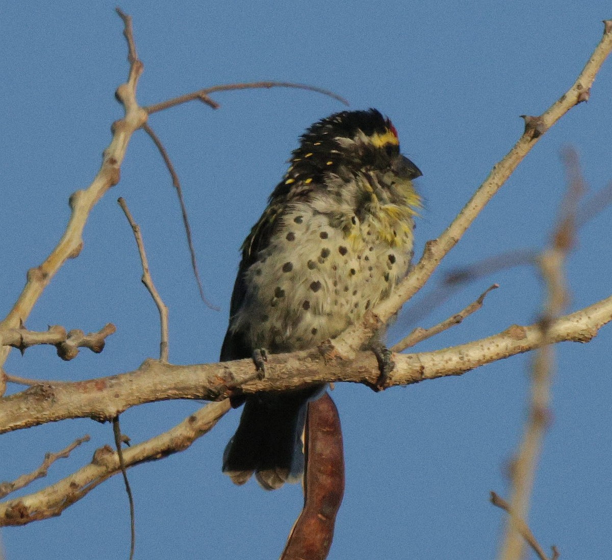 Miombo Barbet - ML639542405