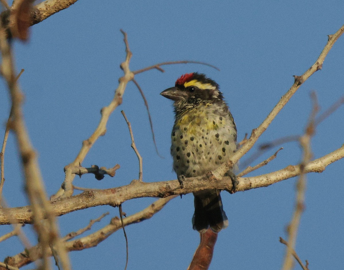 Miombo Barbet - ML639542406