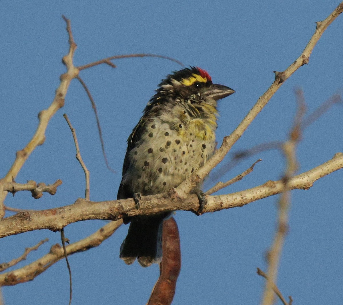 Miombo Barbet - ML639542407