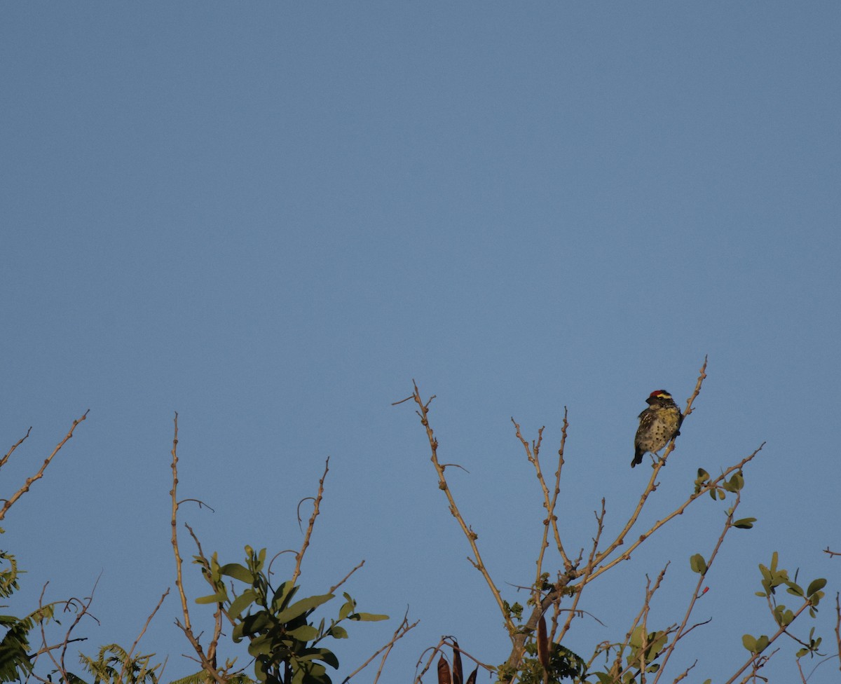 Miombo Barbet - ML639542408