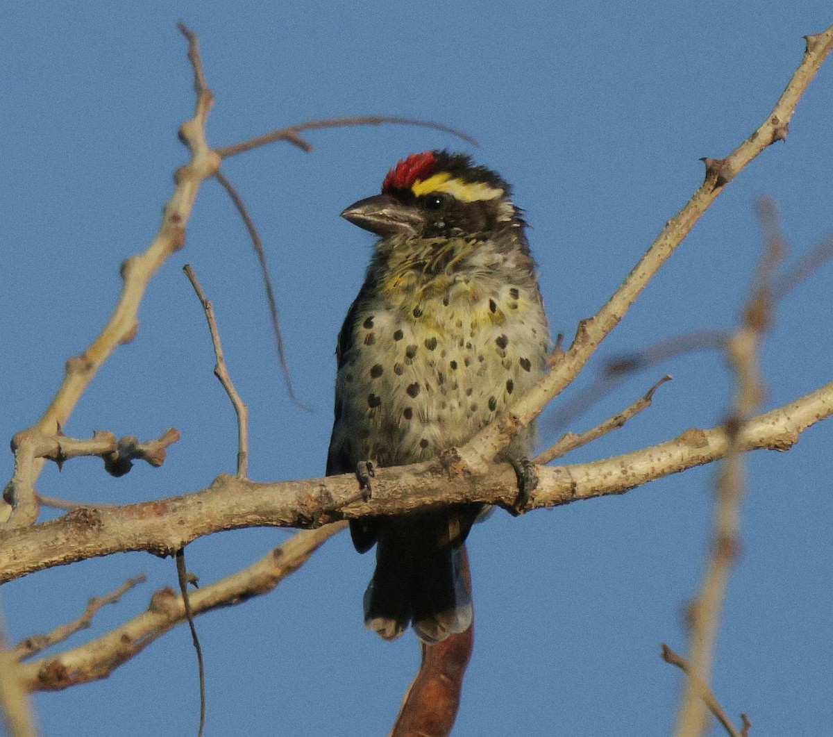 Miombo Barbet - ML639542409