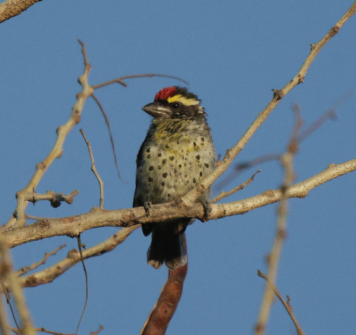 Miombo Barbet - ML639542410