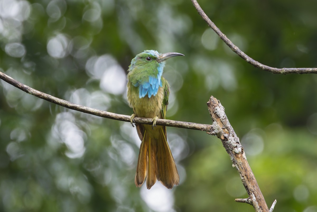 Blue-bearded Bee-eater - ML639542412