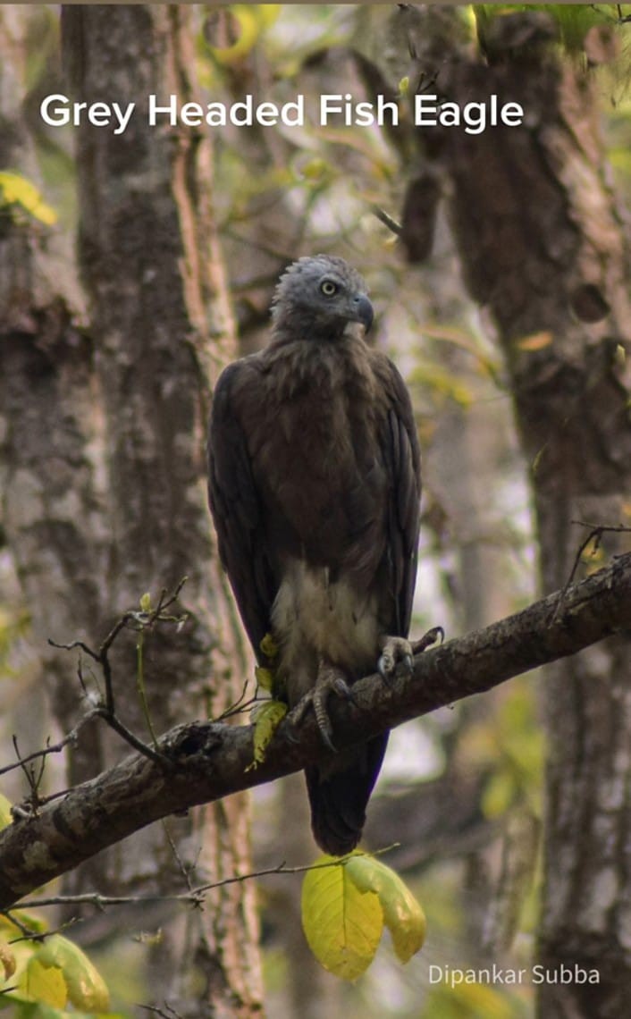 Gray-headed Fish-Eagle - ML639542450