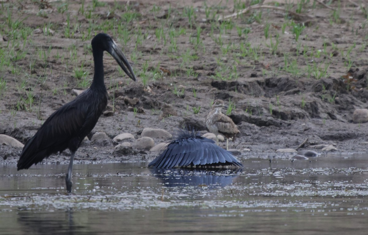 Black Heron - ML639542467