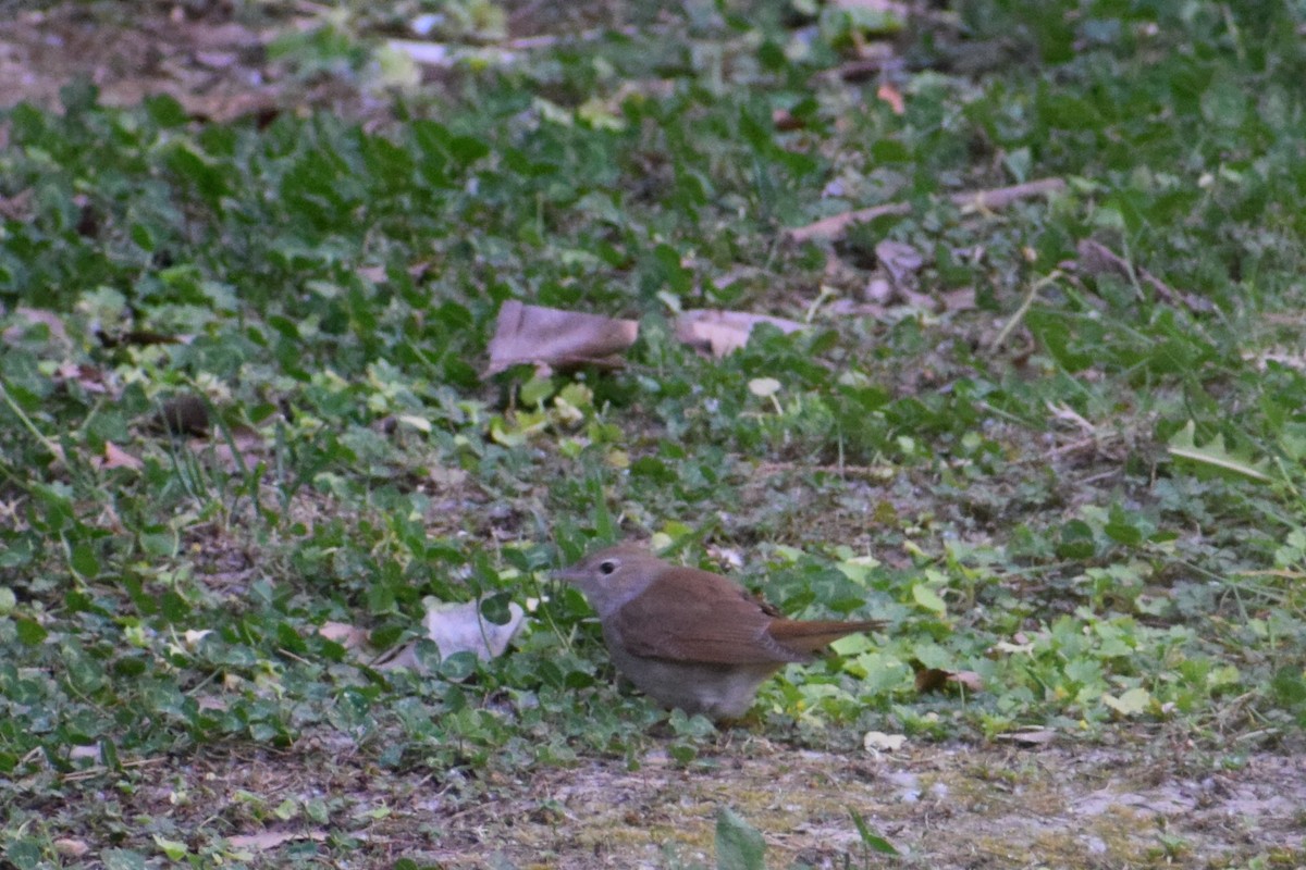 Common Nightingale - ML639542468