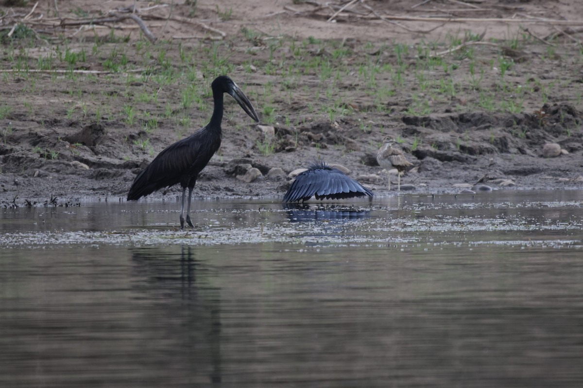 Black Heron - ML639542469