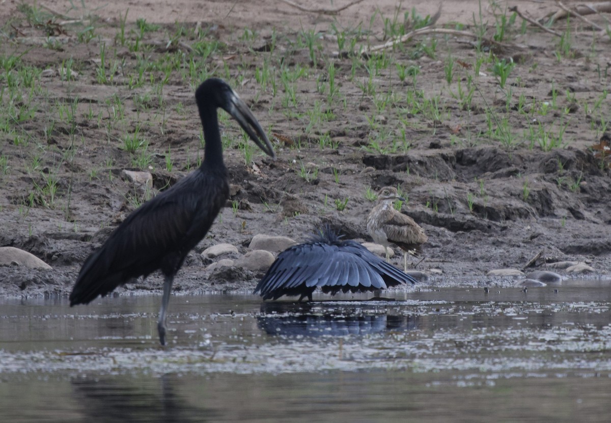 Black Heron - ML639542470