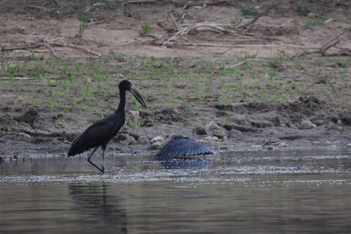Black Heron - ML639542471