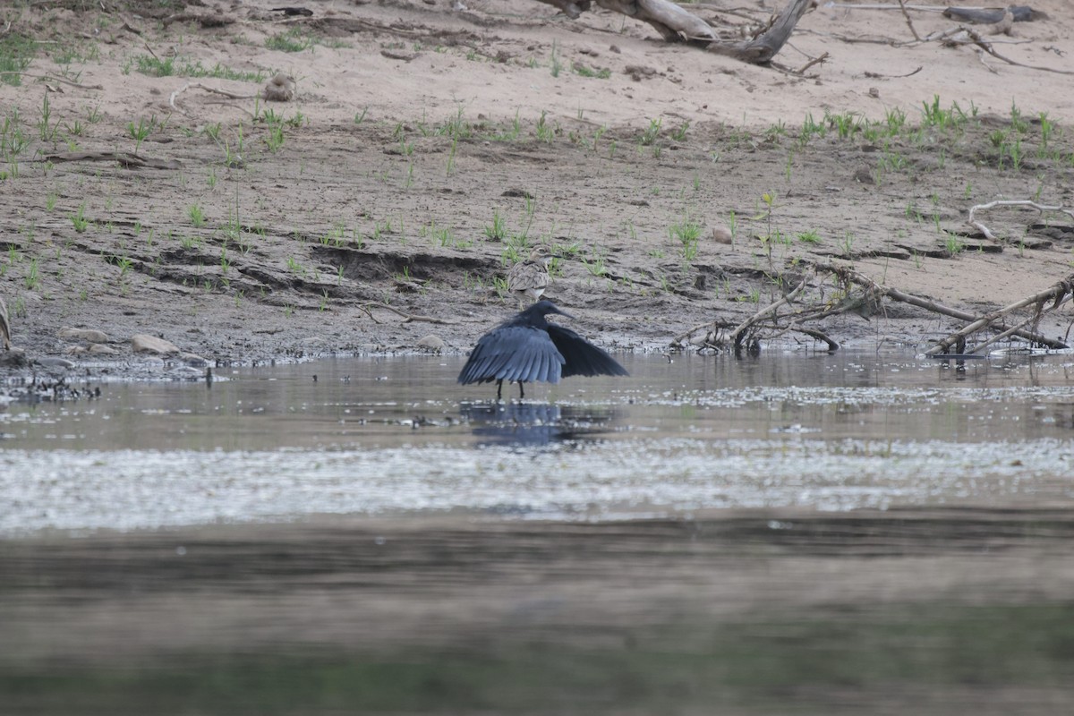 Black Heron - ML639542472