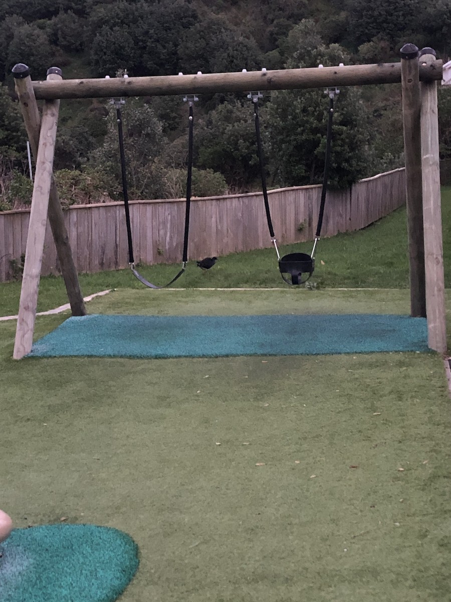 Australasian Swamphen - ML639542473