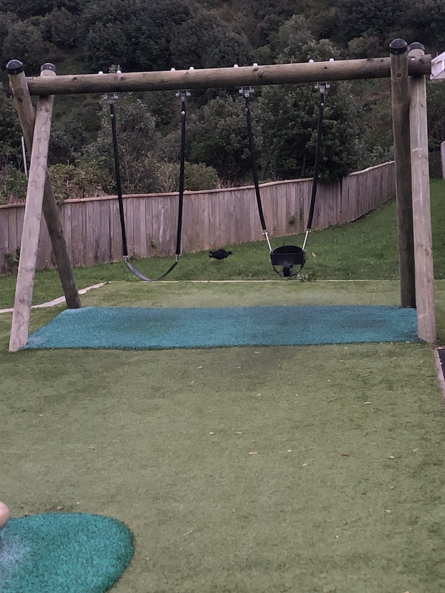 Australasian Swamphen - ML639542474