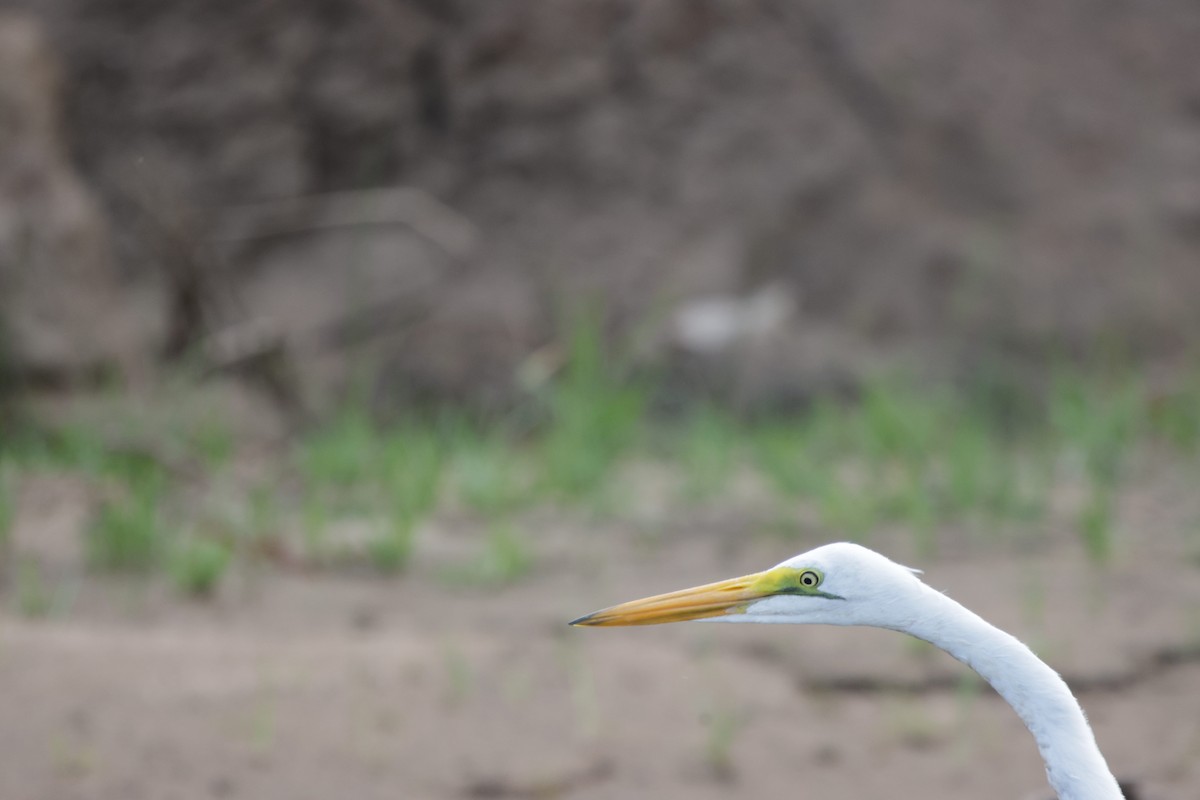 Great Egret - ML639542477